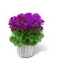 Aschenblume