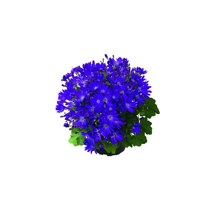 Aschenblume