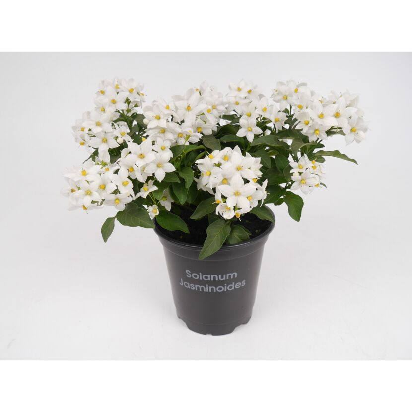 Sommerjasmin, 2er-Set