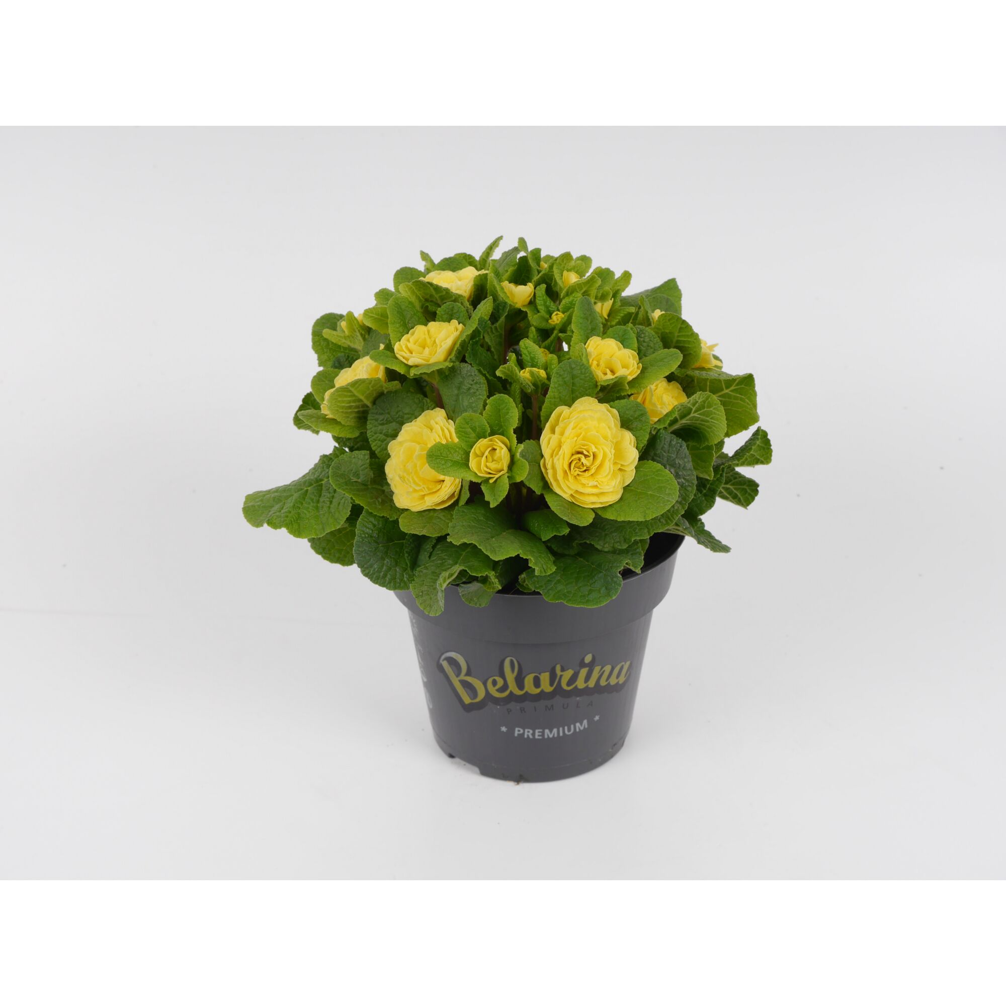 Gelbe Primel Belarina im Topf