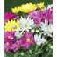 Bunter Strauß Chrysanthemen