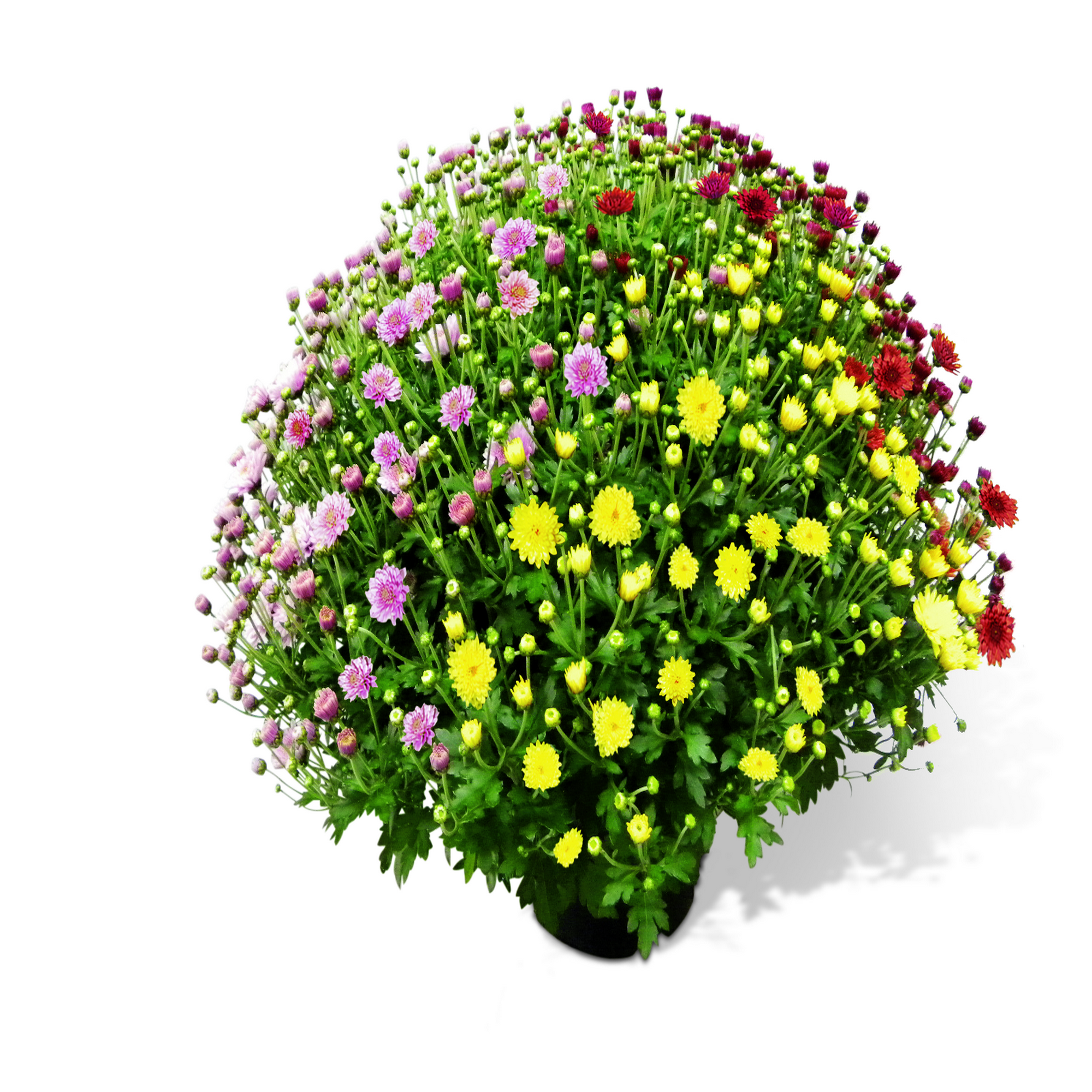 Chrysanthemenbusch 3-farbig 19 cm Topf