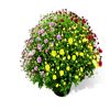 Chrysanthemen Busch in verschiedenen Farben in einem Topf
