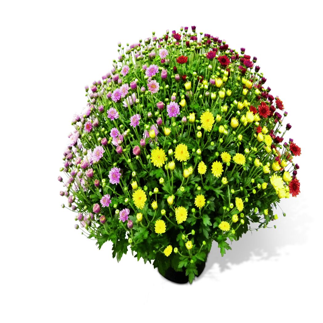 Chrysanthemen Busch in verschiedenen Farben in einem Topf
