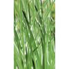 Naturtalent by toom® Bio-Schnittlauch, 12 cm Topf