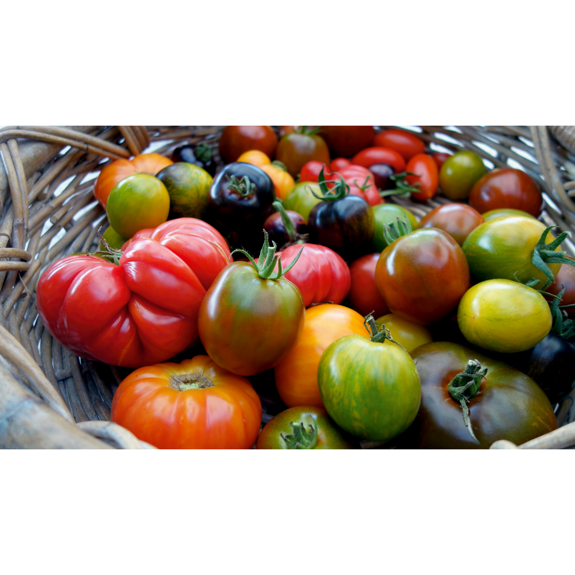 Naturtalent by toom® Historische Bio-Tomaten, 11 cm Topf 2er-Set + product picture