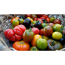 Verkleinertes Bild von Naturtalent by toom® Bio-Tomate verschiedene historische Sorten 11 cm Topf