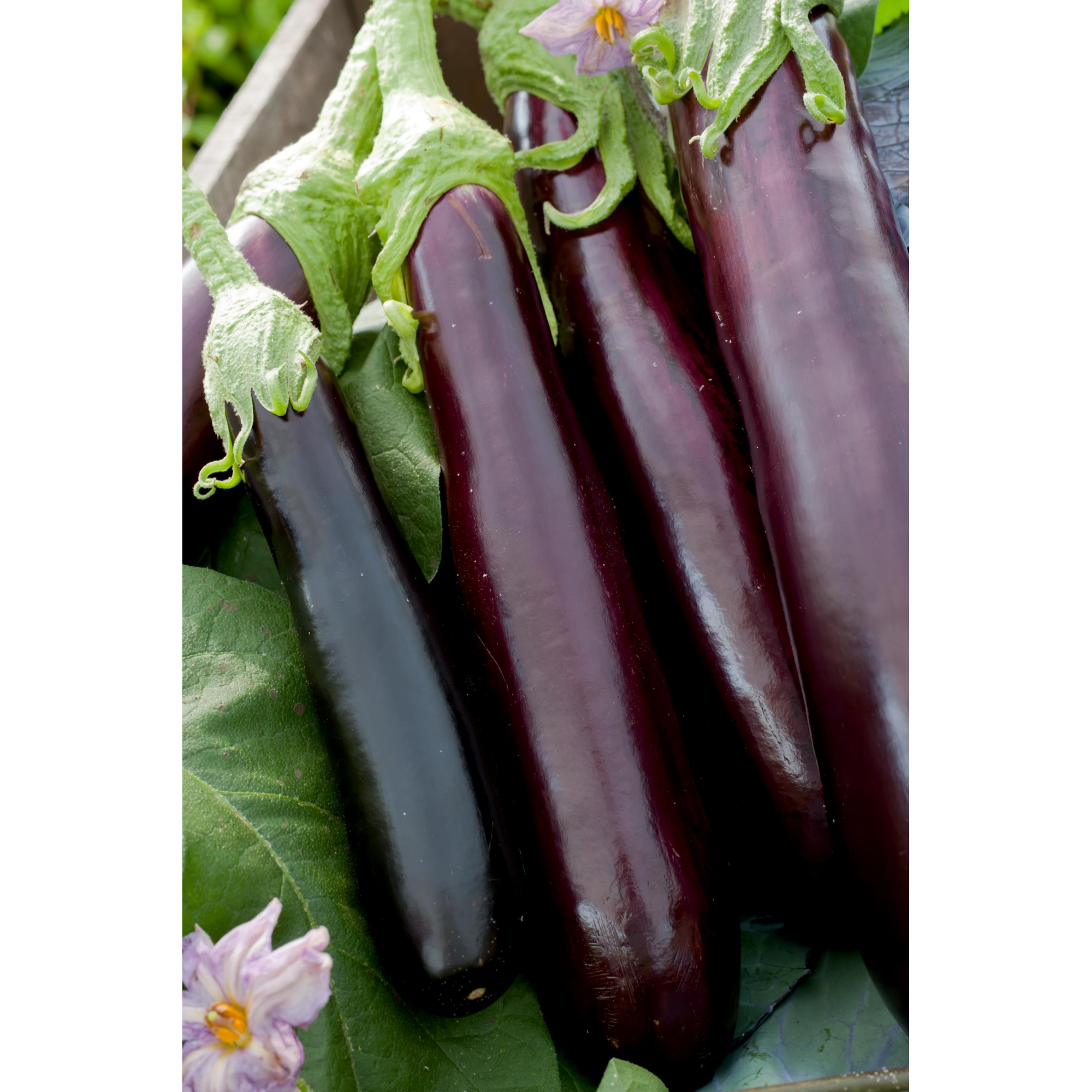 Naturtalent by toom® Bio-Aubergine, veredelt 13 cm Topf + product picture