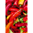 Naturtalent by toom® Bio-Peperoni, veredelt 13 cm Topf