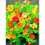 Naturtalent by toom® Bio-Kapuzinerkresse, 13 cm Topf