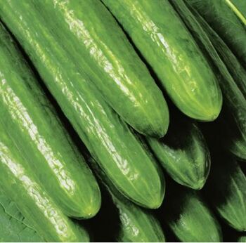 Gurkenpflanzen & Zucchinipflanzen online bestellen toom Baumarkt