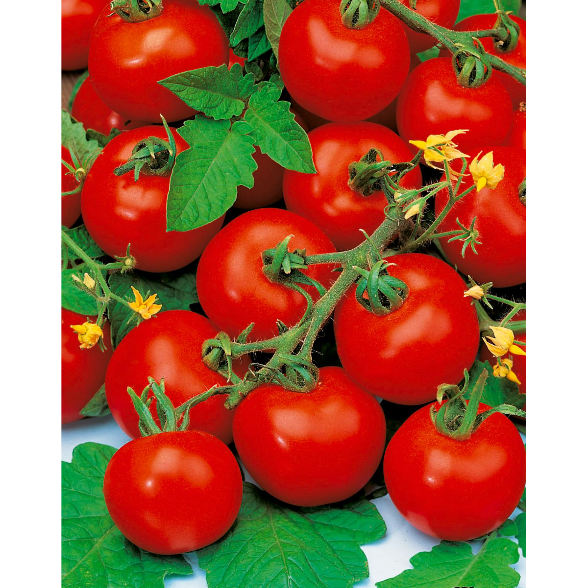 Naturtalent by toom® Bio-Tomate 'Harzfeuer' Datschenstolz, 10 cm Topf, 2er-Set + product picture