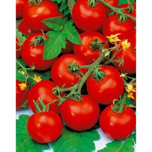Naturtalent by toom® Bio-Tomate 'Harzfeuer' Datschenstolz, 10 cm Topf, 2er-Set