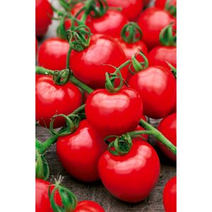 Tomate "Rotkäppchen"