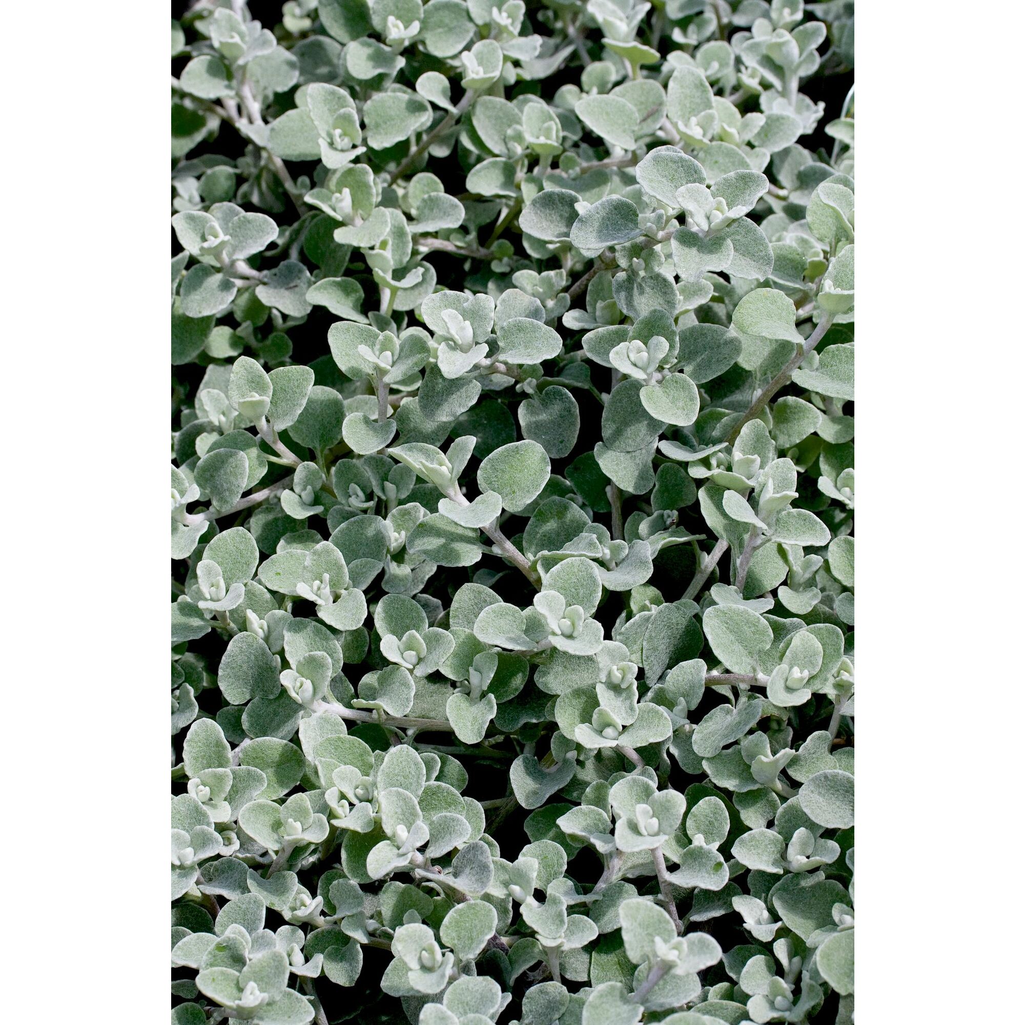 Nahaufnahme von silbrigen Blättern der Strukturpflanze