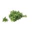 Frischer Bio-Oregano