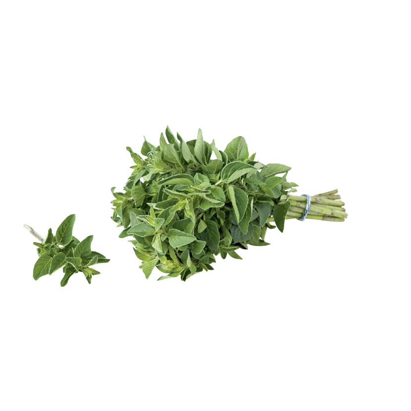 Frischer Bio-Oregano