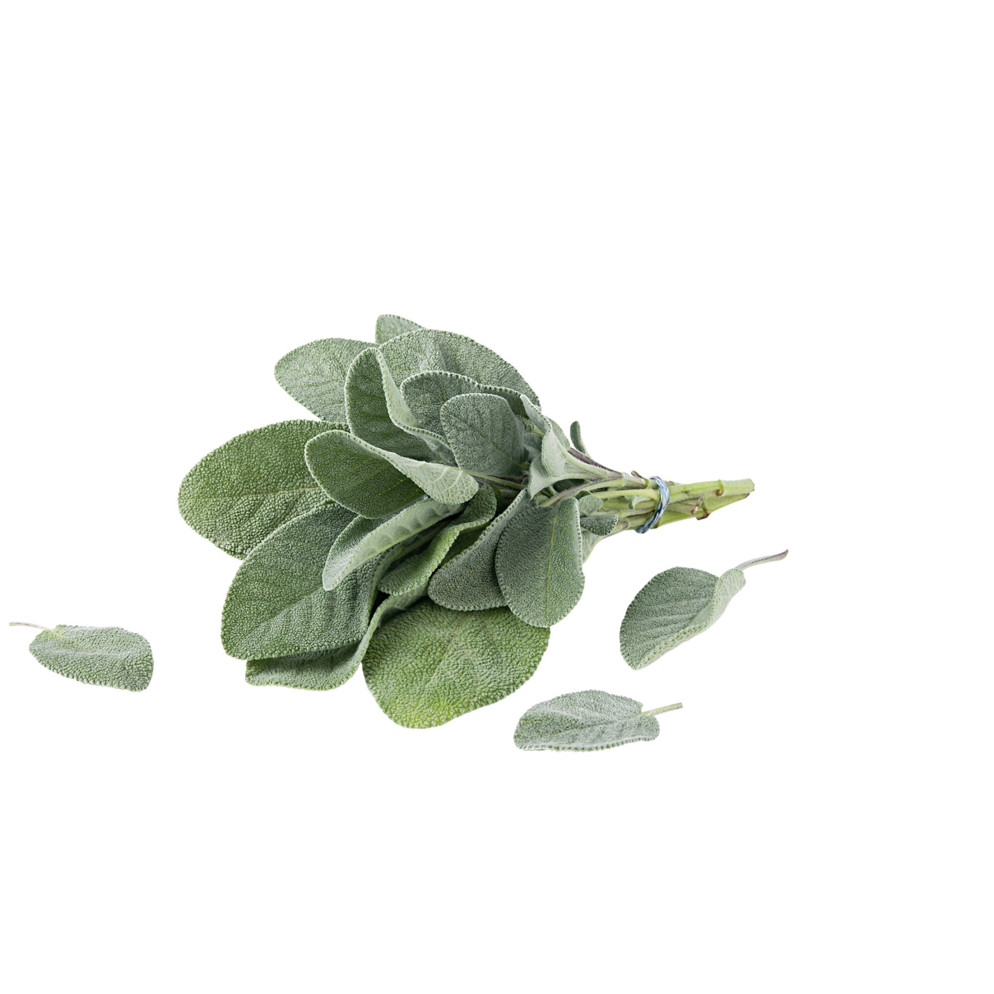 Bündel frischer Salbei auf weißem Hintergrund