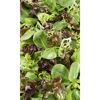 Bunter Salatmix aus grünen und roten Blättern