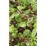 Bunter Salatmix aus grünen und roten Blättern