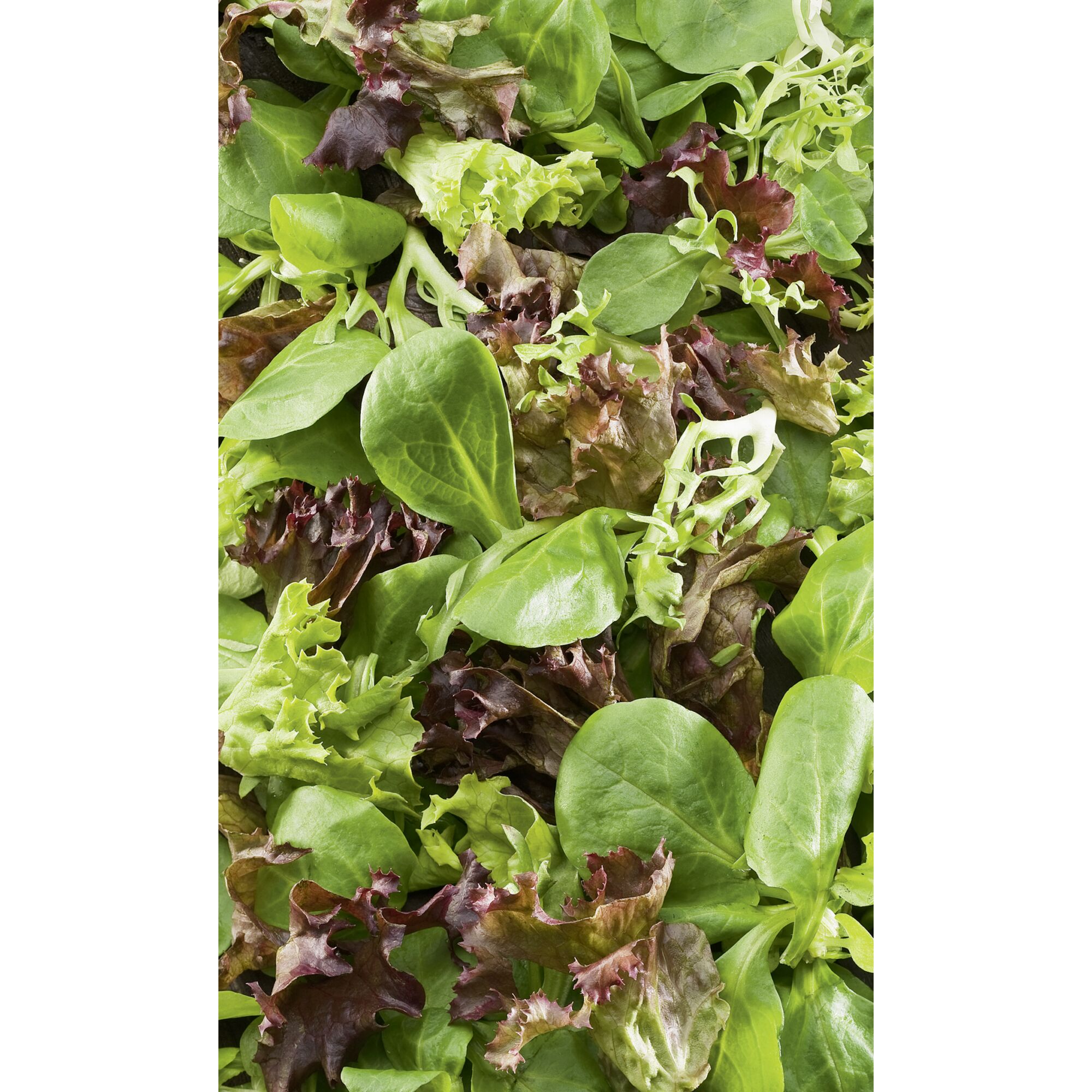 Bunter Salatmix aus grünen und roten Blättern