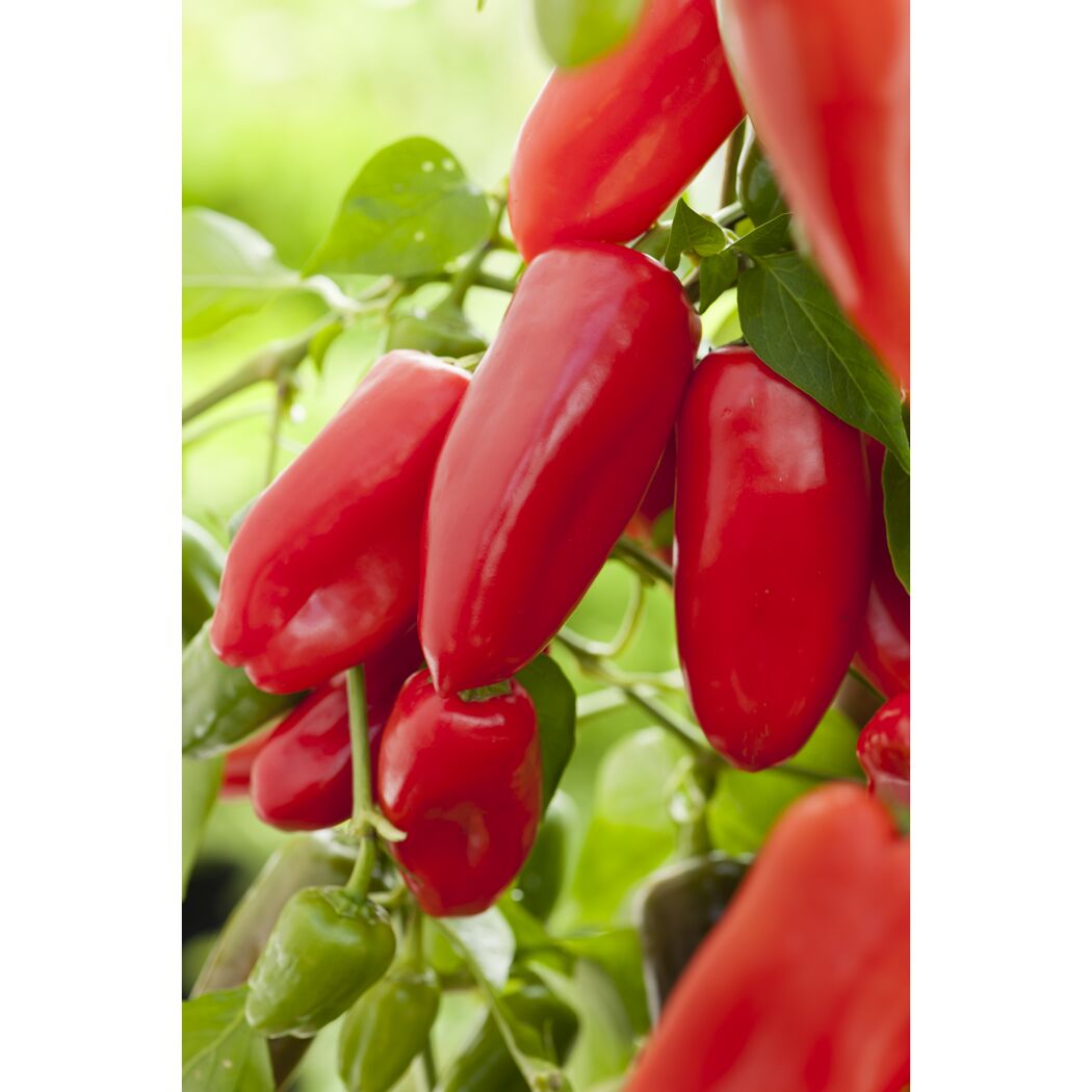 Rote Paprika an einer Pflanze