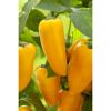 Gelbe Spitzpaprika 'Sweety Yellow' an der Pflanze
