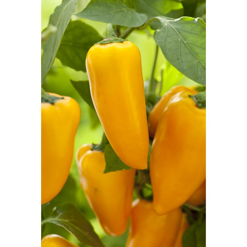 Gelbe Spitzpaprika 'Sweety Yellow' an der Pflanze