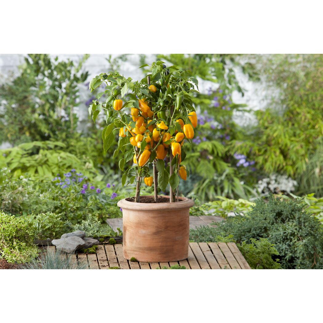 Gelbe Paprika-Pflanze im Topf