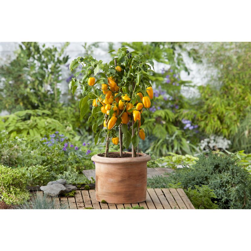 Gelbe Paprika-Pflanze im Topf