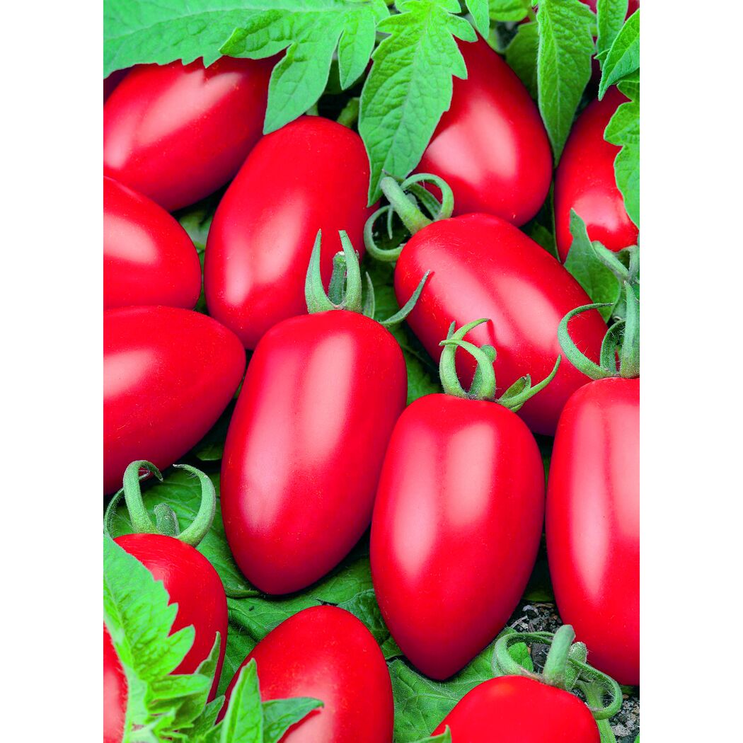 Reife rote Tomaten an der Pflanze