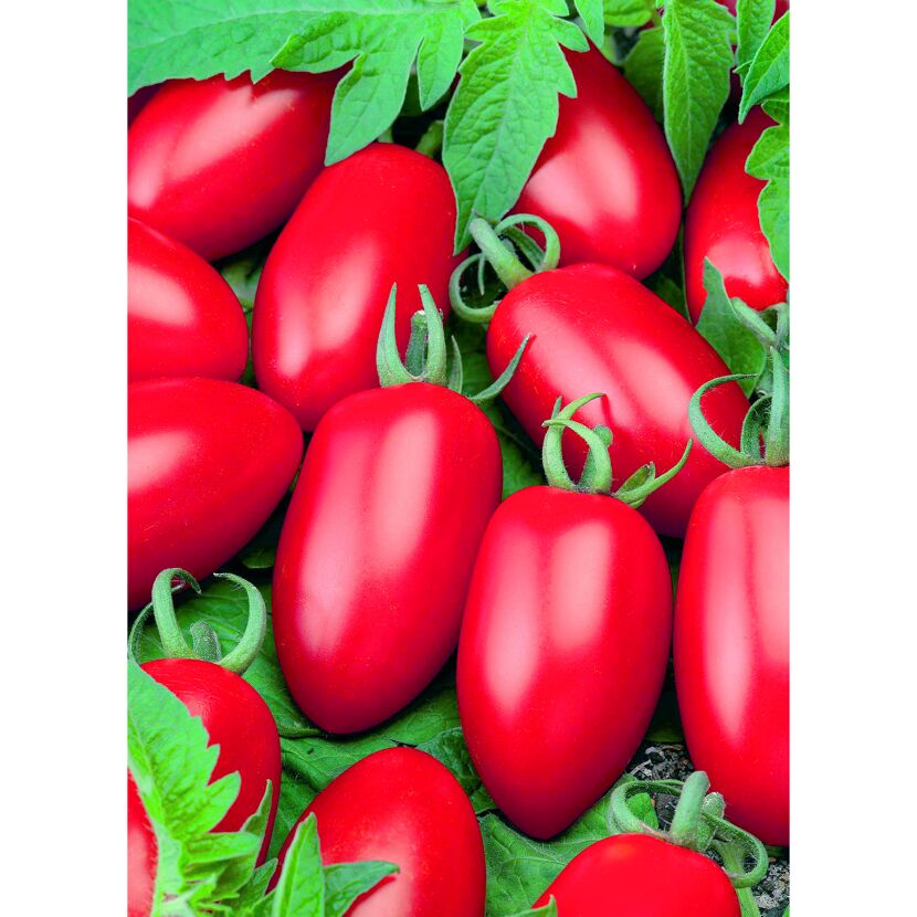 Reife rote Tomaten an der Pflanze