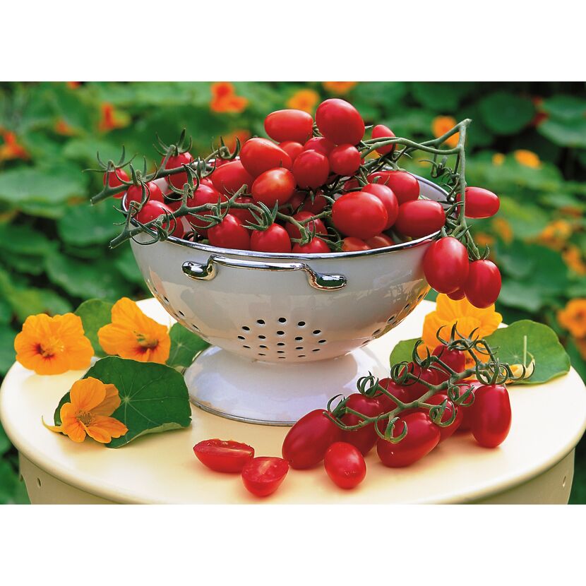 veredelte Mini-Tomate "Dasher"