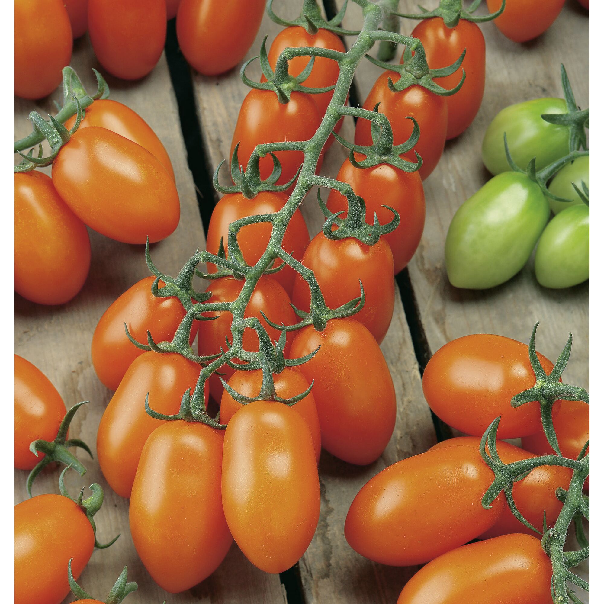 Orange Tomaten an der Rispe