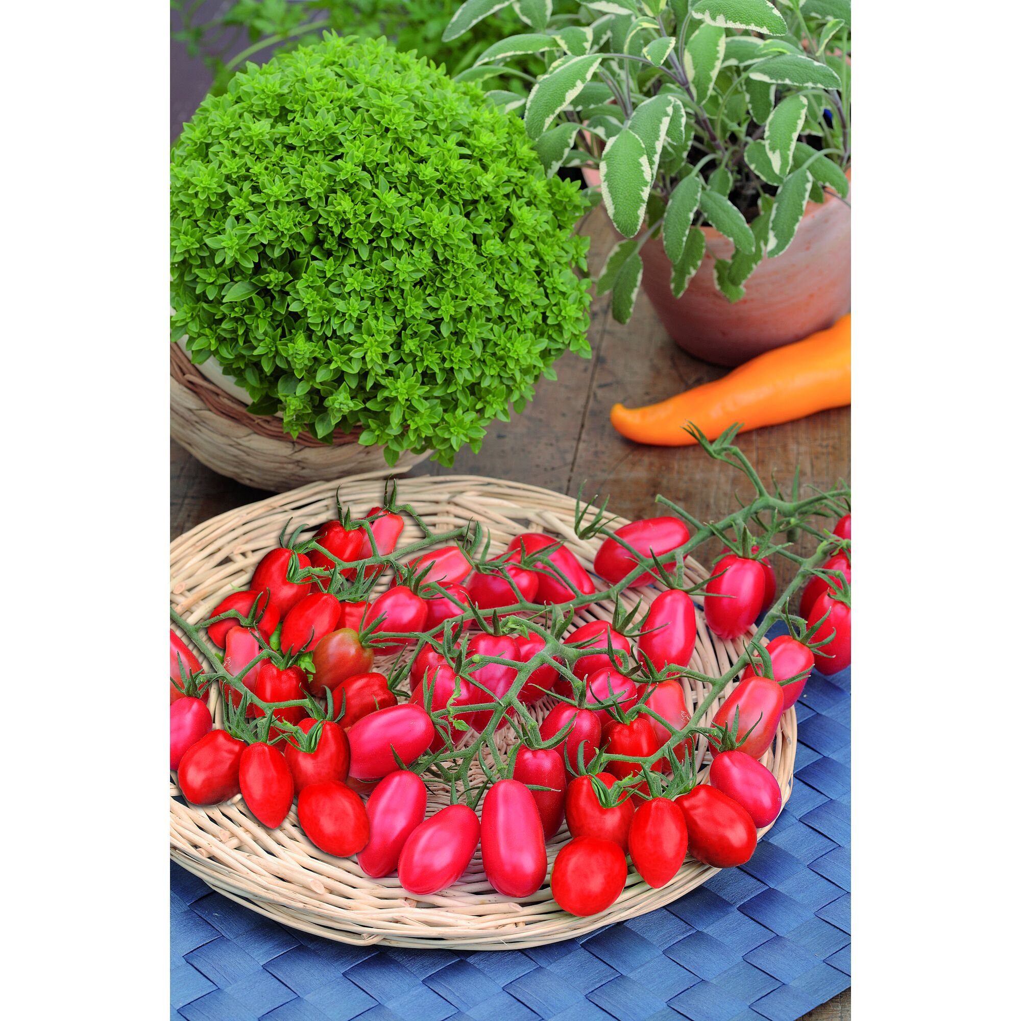 Rote Kirschtomaten auf einem Korbteller, Basilikum und Salbei im Hintergrund.