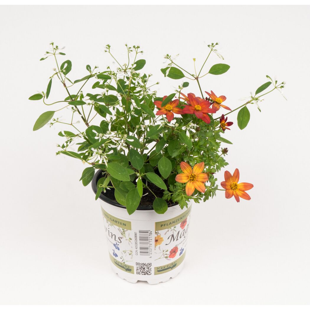 Euphorbia 'Diamond Frost' und Bidens 'Beedance Painted Red'