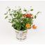 Euphorbia 'Diamond Frost' und Bidens 'Beedance Painted Red'