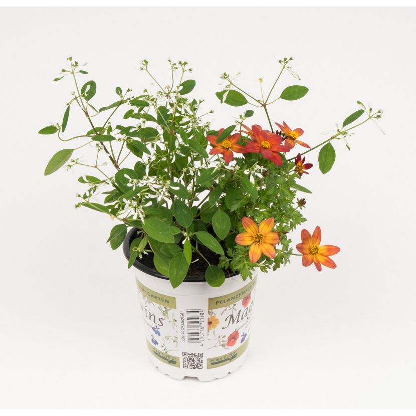 Euphorbia 'Diamond Frost' und Bidens 'Beedance Painted Red'