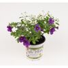 Euphorbia Diamond Frost und Calibrachoa