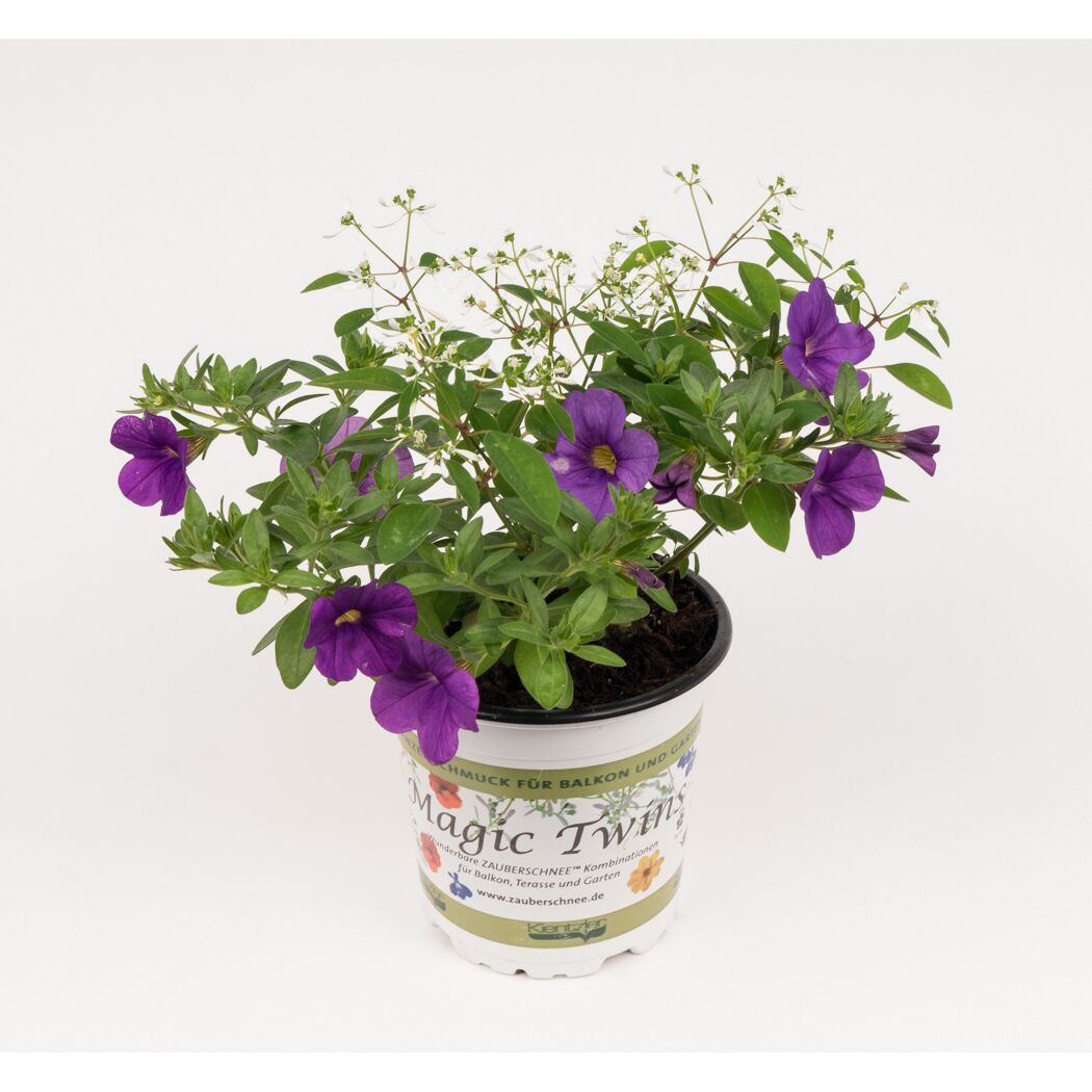 Euphorbia Diamond Frost und Calibrachoa