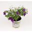 Euphorbia Diamond Frost und Calibrachoa