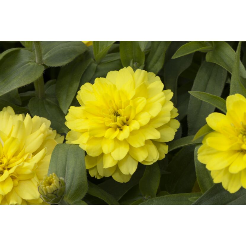 Zinnia, 12 cm Stopf