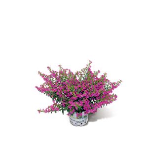 Köcherblümchen "Flori Glory®" 3er Set, 10,5 cm Topf