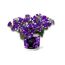 Petunie 'Night Sky®', 2er-Set