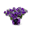Petunie 'Night Sky®', 2er-Set