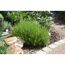 Grüne Gartenpflanze