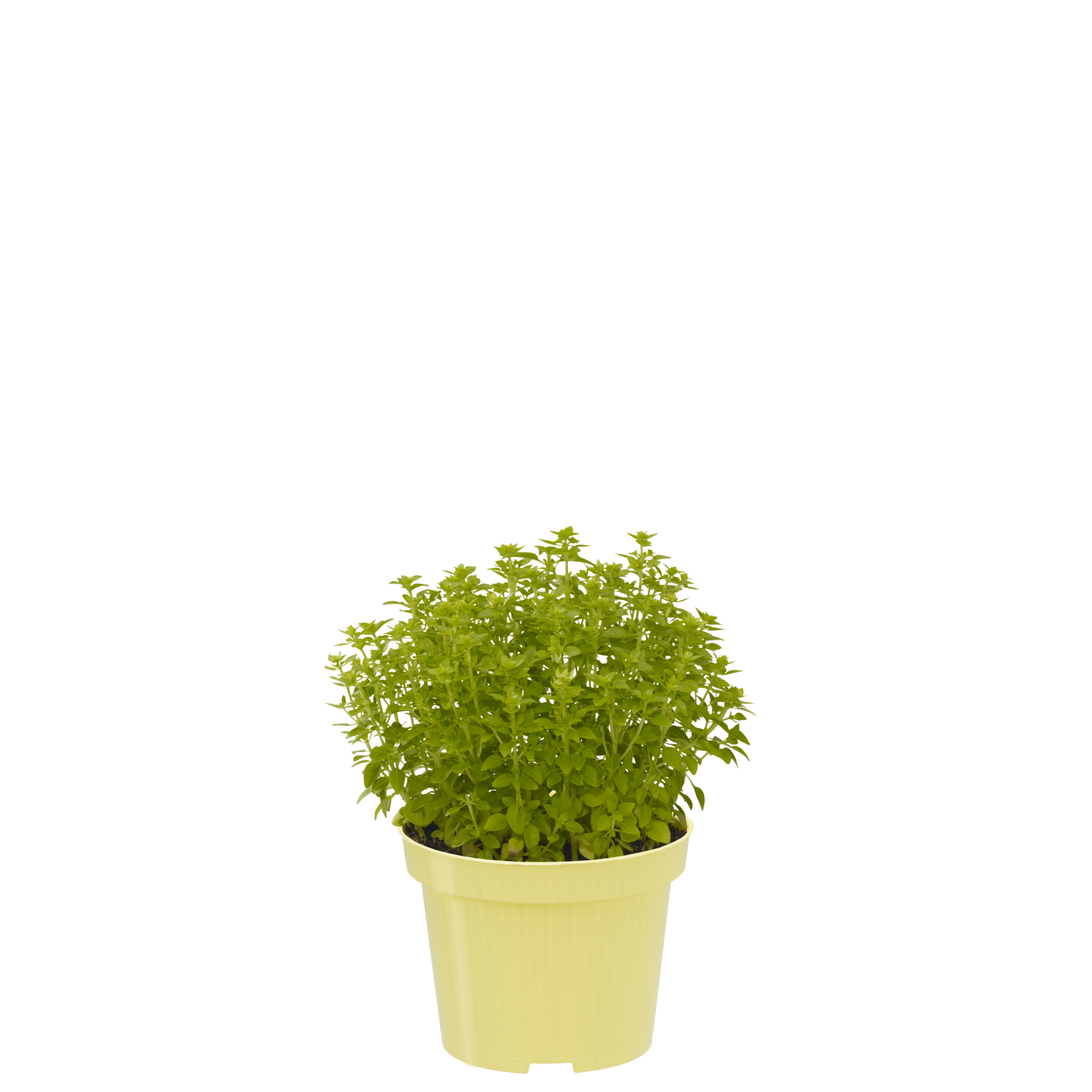 Naturtalent by toom® Bio-Pesto-Kräuter 12 cm Topf + product picture