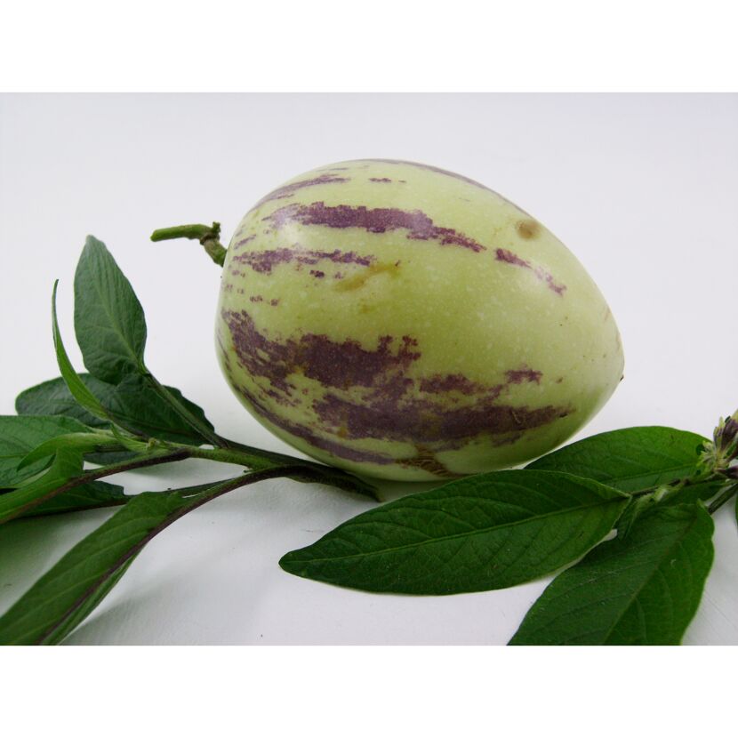 Eine Pepino-Frucht und Blätter auf weißem Hintergrund.