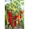 Paprikapflanze mit roten und grünen Paprika