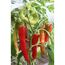 Paprikapflanze mit roten und grünen Paprika